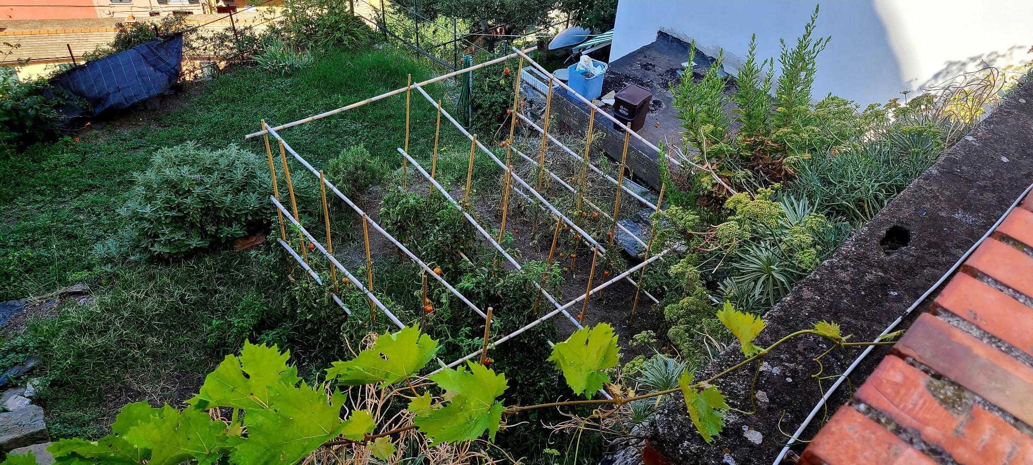 Backyard tomato garden in Riomaggiore